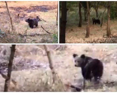 За трети път! Засякоха мечка до населено място в Пловдивско