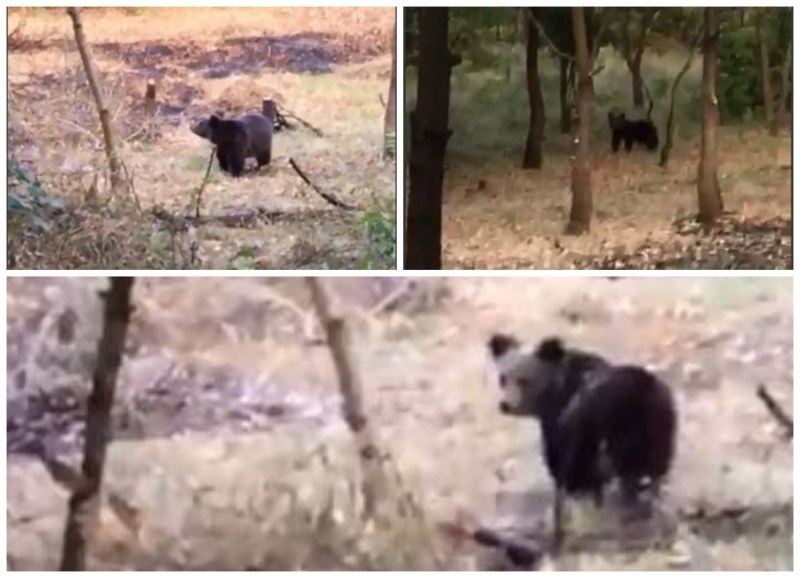 За трети път! Засякоха мечка до населено място в Пловдивско