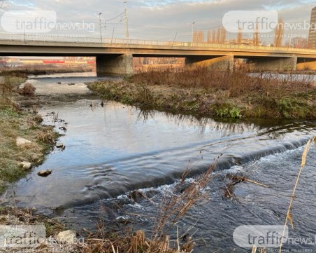 Докато чистят коритото на Марица: Служители на частна фирма откраднаха няколко кубика дървета