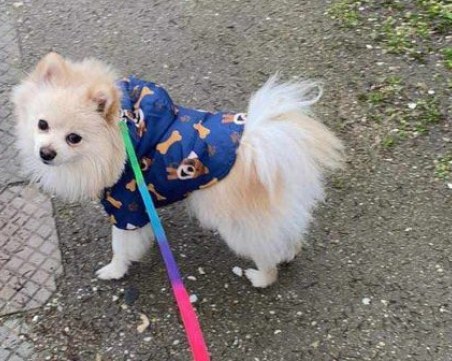 Кученцето Принц е загубено край Пловдив! Виждали ли сте го?