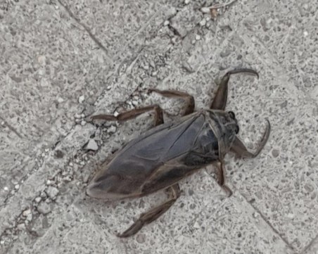 Отново са тук! Гигантски буболечки плъзнаха по пловдивските улици