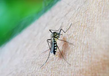 Треската денга ще стане основна заплаха в южните части на