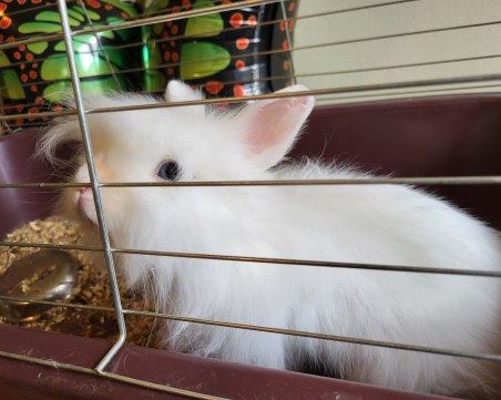 Природонаучният музей в Пловдив търси осиновители на пухкави зайчета