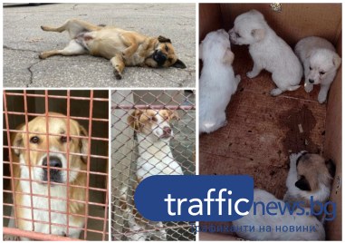 Приютът за безстопанствени животни Приятели завинаги в Пловдив изнемогва Капацитетът