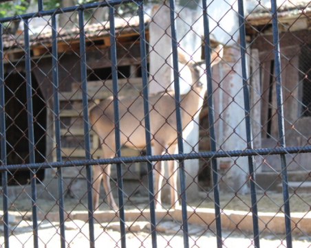 Отровиха сърните в зоопарка в Благоевград
