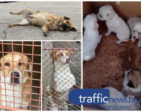 Пловдивският приют с апел: Не изхвърляйте кученца, а осиновявайте!