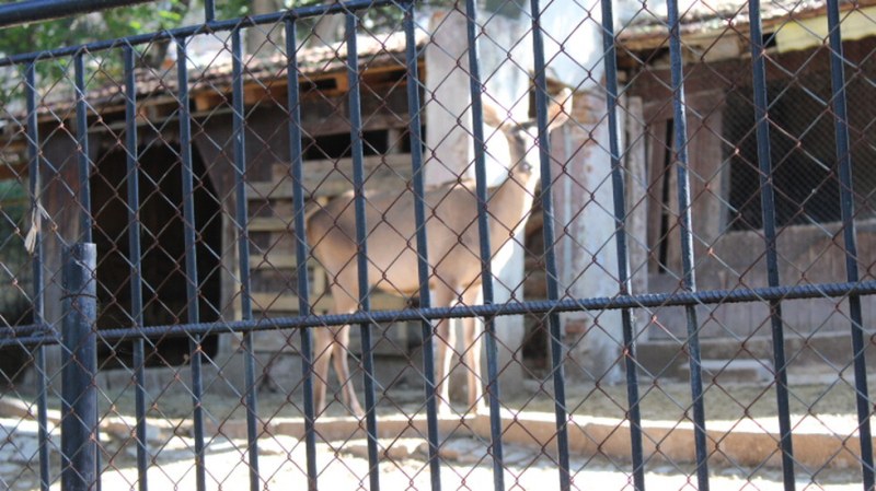 Отровиха сърните в зоопарка в Благоевград