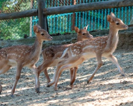 По случая с натровените сърни в Благоевград: Има съмнения за външна намеса