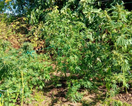 Арестуваха двама, отглеждали марихуана в Пазарджишко