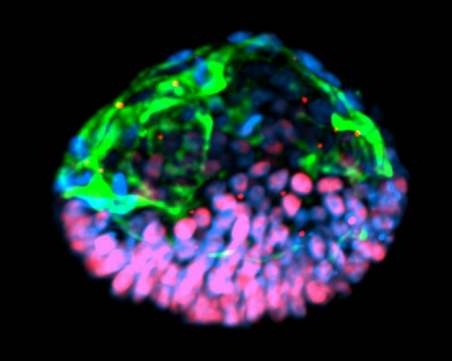 Въвеждат първите регулации на ембриоидите