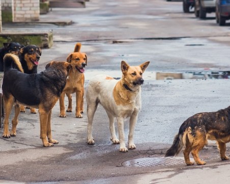 За първи път в Пловдив – автомат за хранене на бездомни животни срещу рециклиране