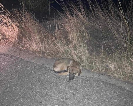 Захвърлено край Пловдивско кученце търси своя любящ стопанин