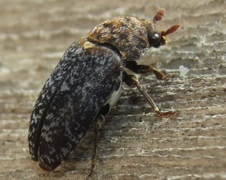Във Великобритания откриха бръмбар, хранещ се с човешка плът