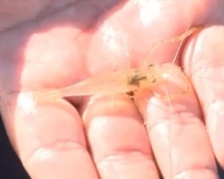 Рибари с необикновен улов в Дунав, изследват ги специалисти от Природонаучния музей в Пловдив