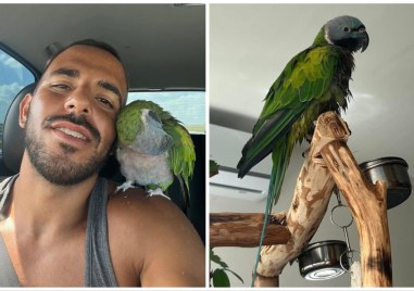 Пловдивчанин търси папагала си избягал през тераса в Кършияка Собственикът