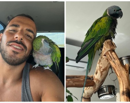 Папагалът Диас е избягал в Кършияка, виждали ли сте го?