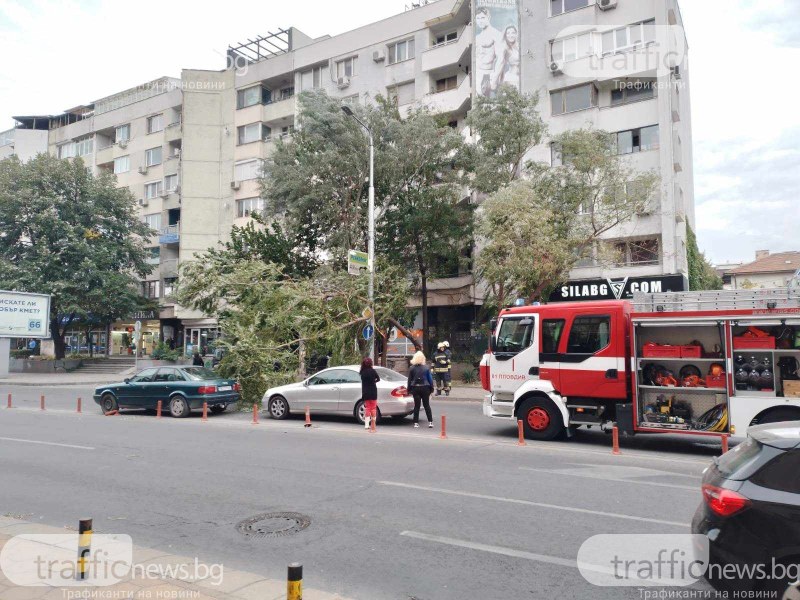 Силен вятър в Пловдив, огромен клон се стовари върху две коли в центъра