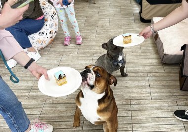 Любителите и собственици на кучета от порода булдог организират барбекю