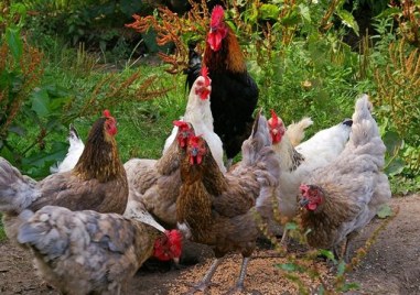 Полша най големият производител на пилешко месо в ЕС и Норвегия
