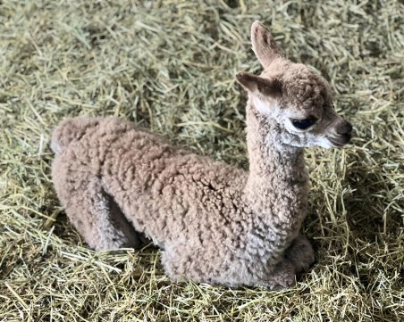 Бебе алпака се роди в бургаския зоопарк
