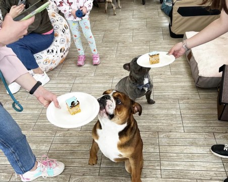 Булдоци и техните стопани се събират на барбекю в Пловдив