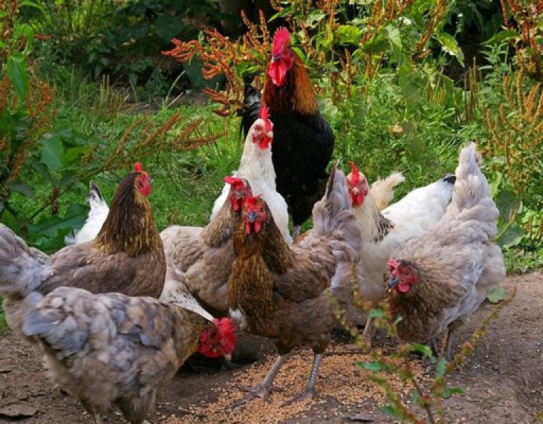 Полша, най-големият производител на пилешко месо в ЕС, и Норвегия