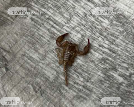 Пловдивчанин намери скорпион на дивана си