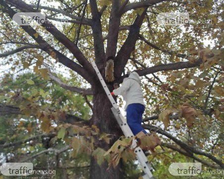 Впечатляваща акция по спасяване на семейство пчели, настанило се в Цар-Симеоновата градина в Пловдив