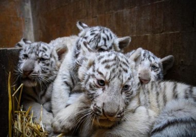 Четири бели тигърчета от вида бенгалски тигър са най новите бебета във варненския