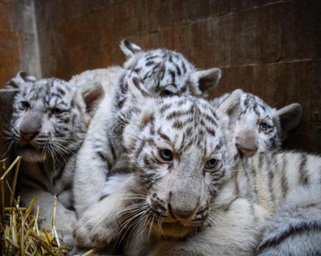 Четири бели тигръчета се родиха във варненския зоопарк