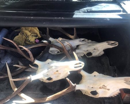 Горски инспектори от Пловдив конфискуваха ловни трофея от благороден елен