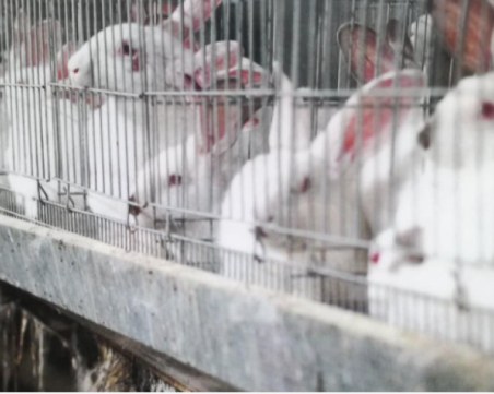 България за животните: 80% искат забрана на клетките
