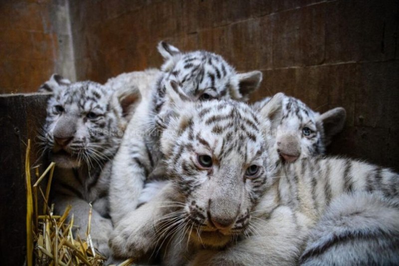 Четири бели тигърчета от вида бенгалски тигър са най-новите бебета във варненския