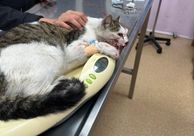 Котка в тежко състояние е била намерена на пловдивския булевард