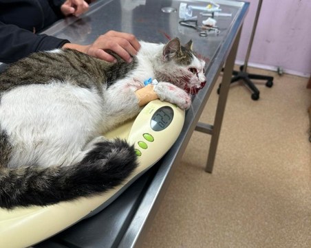 Спасиха котка в Пловдив, търсят дали има собственик