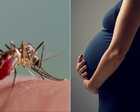 Учени заразиха доброволци с вируса Зика в търсене на ваксина и лечение