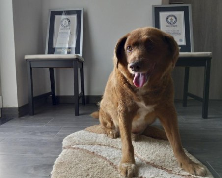 На 31 години: Почина най-старото куче в света