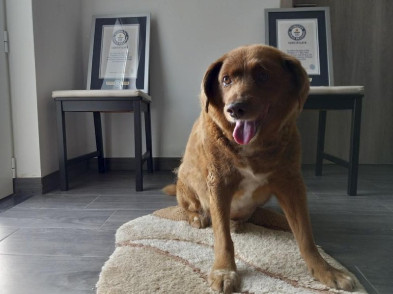 На 31-годишна възраст почина Боби, най-старото куче в света, съобщиха световните