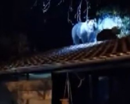 Мечка с малките си се качи върху покрив