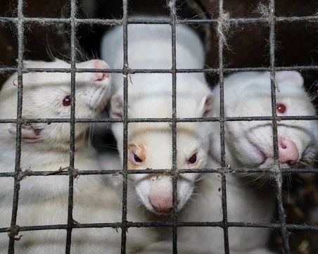 Огнище на COVID-19 във ферма за норки до Стара Загора