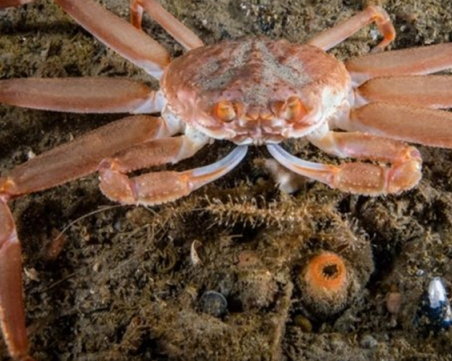 Масово измиране на раци в Берингово море: Какво уби 10 милиарда животни