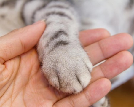 Мъж отрови котката на свой съсед в хисарско село