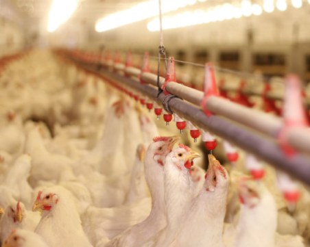 Огнище на Инфлуенца по птиците в Мало Конаре