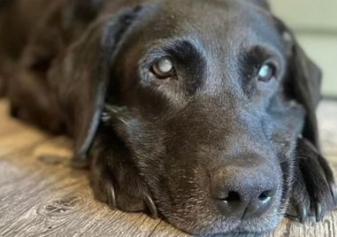Във Великобритания собственикът на 11 годишно куче на име Моли изгуби