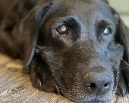 Дрон помогна на стопанин да се събере с изчезналото си сляпо куче