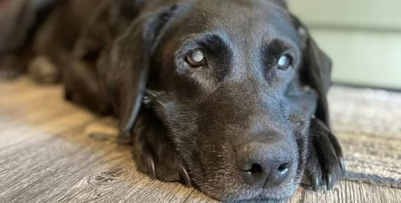 Във Великобритания собственикът на 11-годишно куче на име Моли изгуби
