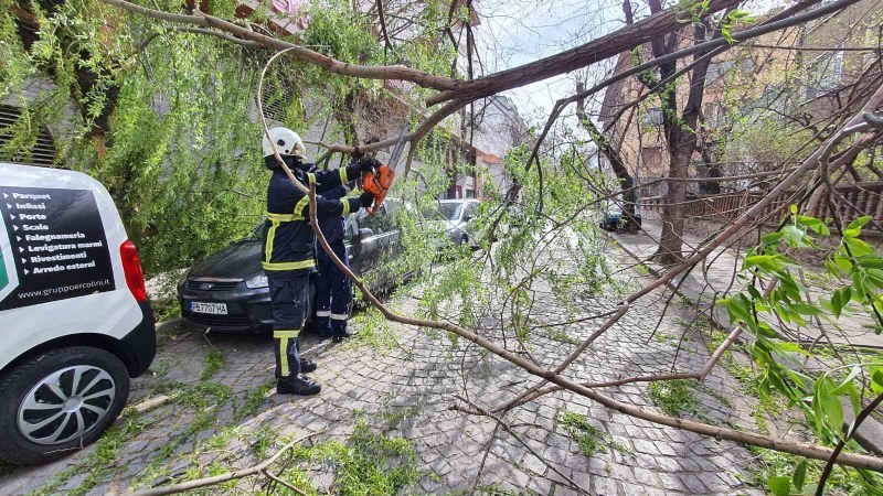 Силният вятър в София събори дървета