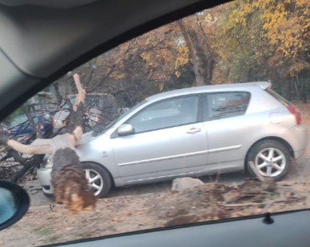Дърво се стовари върху паркирани коли в Кючука