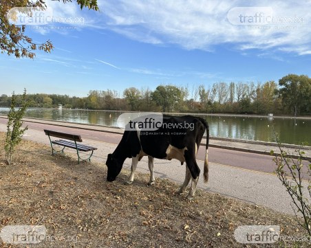 Разходка в Пловдив: Крави и овце кръстосват алеи на Гребна база