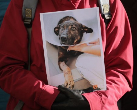 Съдът освободи обвинения за побоя над кучето Мечо